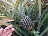 Tâche noire de l'ananas
