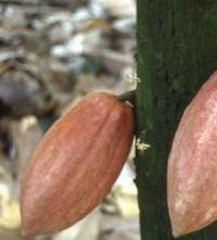 Cabosses de cacao © Cirad, C. Lanaud