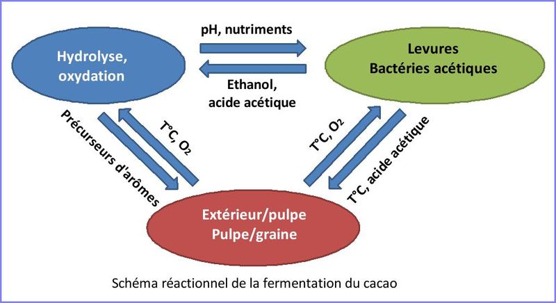 Schéma réactionnel de la fermentation du cacao