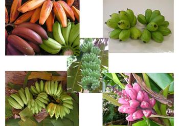 Diversité de bananes