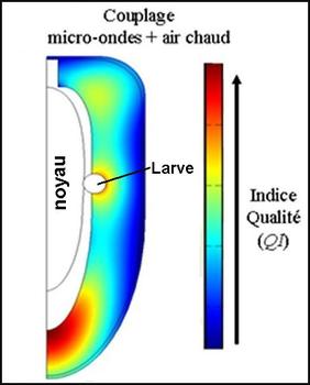 Simulation de modifications de qualité (Maillard) lors de la désinfestation d'une datte par la chaleur(© J.-M. Méot, Cirad)