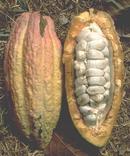 Cabosses de cacao © Cirad, C. Lanaud