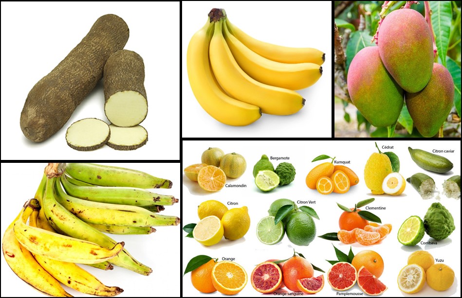 La qualité interne des fruits est de plus en plus importante »