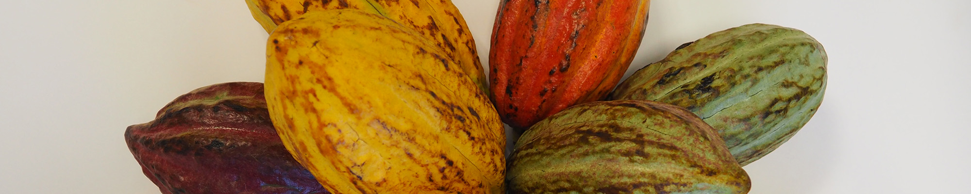Cabosses cacao